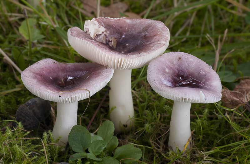 Russula fragilis